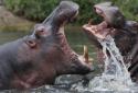 Hippo bite kills Taiwan tourist in Kenya