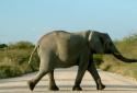 Elephant stopped bus at Erode