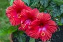 Hibiscus Flower Good Health