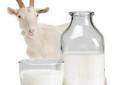 Goat Milk Cure All Diseases