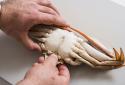 Do-You-How-to-Clean-Crab