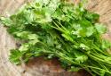 coriander-leaves-have-best-medicinal-values