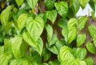betel-leaf-health-benefits