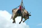 swiss-farmer-uses-helicopter-to-airlift-wounded-cow