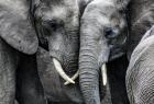 ganja-for-elephants-to-reduce-their-stress
