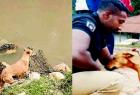 kuvi-dog-who-waited-days-owner-helps-find-toddler-s-body-in-munnar