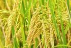 caribbean-crop-is-7-5-higher-than-last-year