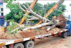 90-year-old-royal-tree-transferred-to-another-place-in-tirupur