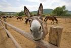 endangered-donkey-species-rare-attempt-to-save