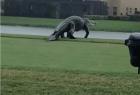 did-the-dinosaur-come-into-the-field-video-goes-viral
