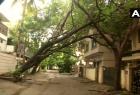 3-persons-killed-and-380-trees-fallen-in-tamilnadu-as-nivar-storm-weakens