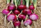 benefits-of-eating-onion