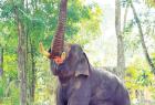 tourist-killed-in-wild-elephant-attack-near-wayanad-kerala