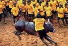 alankanallur-jallikattu-high-court-bans-first-prize