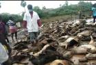 kallakurichi-200-sheep-killed-in-floods