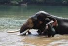 the-world-s-largest-elephant-care-center-in-kerala-preliminary-work-begins-next-month