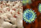 bird-flu-commission-says-no-to-off-oil