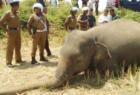 high-court-directs-cbi-to-probe-elephant-deaths