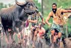 malayalam-film-jallikattu-eliminated-from-oscar-entry