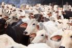 karnataka-anti-cattle-slaughter-bill