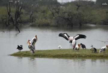 a-besieged-colony-of-many-types-of-exotic-birds-koonthankulam