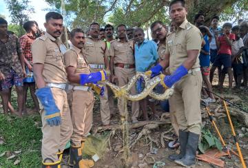 A-net-thrown-for-a-fish-a-trapped-python-surandai