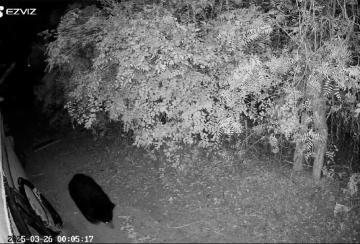 Bears-are-roaming-again-in-Ayan-Singampatti-ambasamuthiram