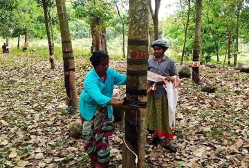 rubber-tapping-operations-stopped-in-kanyakumari-district-what-is-the-background