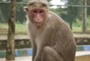 A-monkey-prank-on-a-temple-visitor-robbed-of-a-wallet-containing-Rs-20-lakhs-of-jewellery