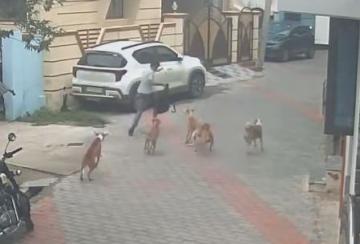dogs-chased-student-in-nellai