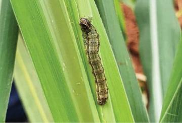 how-can-farmers-protect-their-corn-crop-from-the-american-bollworm-attack