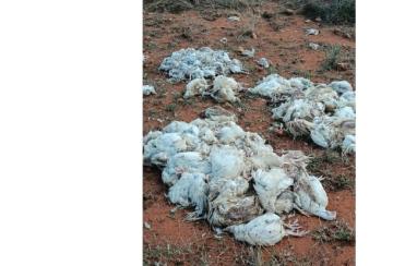 Dead-chickens-dumped-in-Madavakurichi-near-Nellai