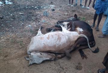 cows-die-of-electrocution-after-drinking-water-from-a-pond-in-samugarengapuram
