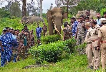 Radhakrishnan-elephant-under-continuous-surveillance-in-Kodaiyur-area