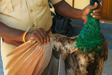 peacock-shot-dead-in-Vadakkankulam
