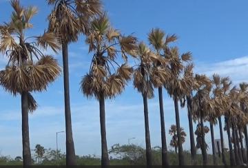 palm-trees-suddenly-burnt-on-kulasekarapattinam-seashore