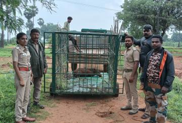 Wild-boar-hunting-continues-nellai-Farmers-relieved