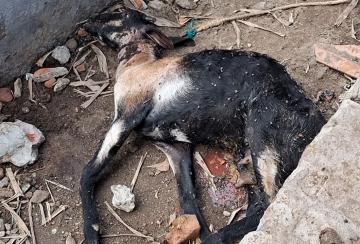 Stray-dogs-killed-4-lambs-in-Tirunelveli