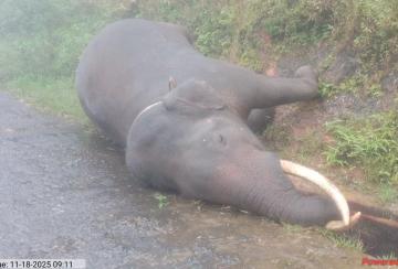 elephant-radhakrishnan-from-gudalur-slips-and-falls-in-heavy-rain-and-dies