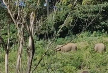 Humans-disappear-in-the-manjolai-elephants-jolly-raid