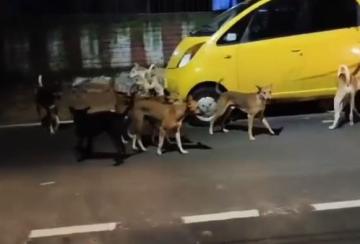 stray-dogs-attack-in-kallidaikurichi-3-girls-bitten-and-mauled