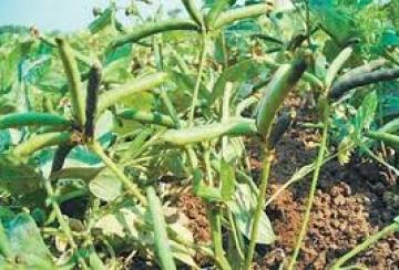 how-to-apply-for-prime-minister-s-crop-insurance-for-lentil-and-millet-crops
