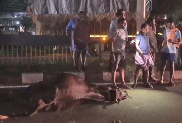 Cow-fights-for-life-after-being-hit-by-vehicle-on-Panagudi-Bypass