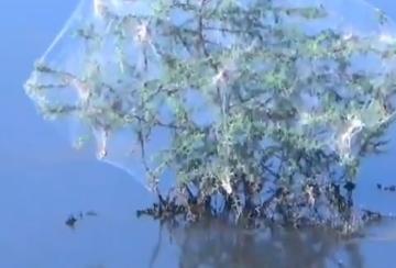 spot-billed-pelican-spotted-in-kandigaiperi-pond-near-valliyur