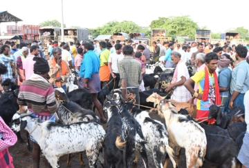 Melapalayam-market-Sheep-sales-near-6-crores