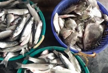 Fish-prices-increased-in-Thoothukudi