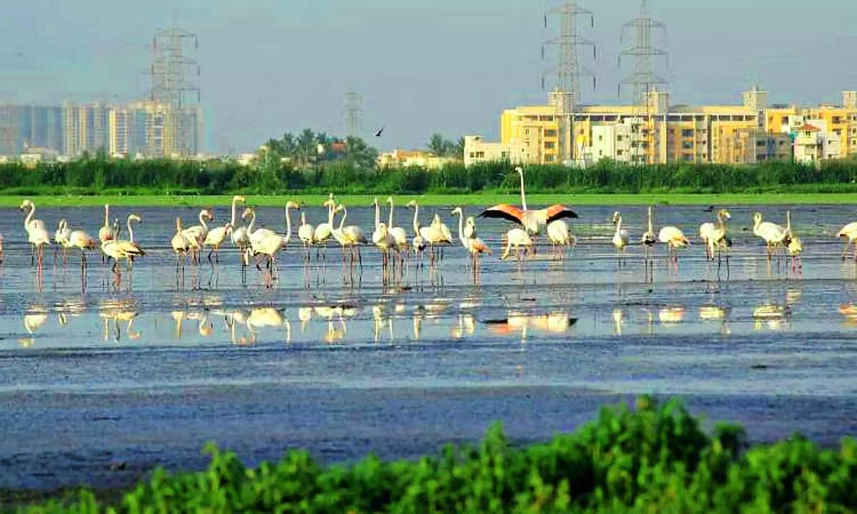 Permission for construction work in the Pallikaranai wetland area1.jpeg